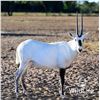 Image 1 : 0.3 Arabian Oryx Yearlings