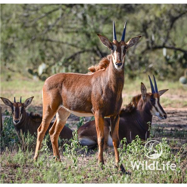 0.1 Sable Yearling
