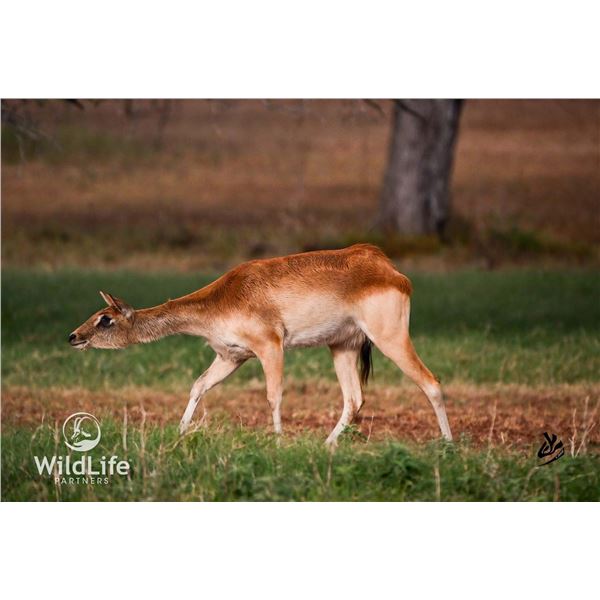 0.2 Nile Lechwe Yearlings
