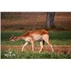 Image 1 : 0.2 Nile Lechwe Yearlings