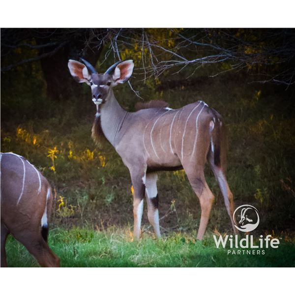 1.0 Kudu Yearling