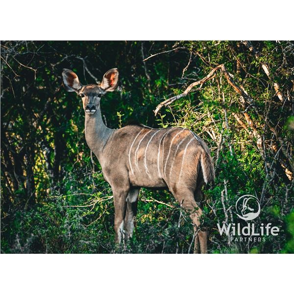 0.1 Kudu Yearling
