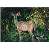 Image 1 : 0.1 Kudu Yearling
