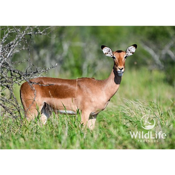 0.2 Impala Mature Exposed