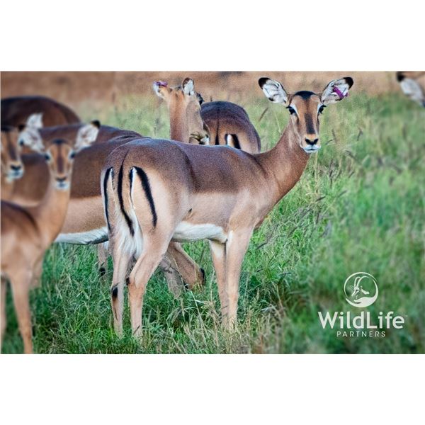 0.1 Impala Mature Exposed