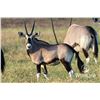 Image 1 : 0.2 Gemsbok Yearlings