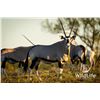 Image 1 : 0.1 Gemsbok Mature Exposed