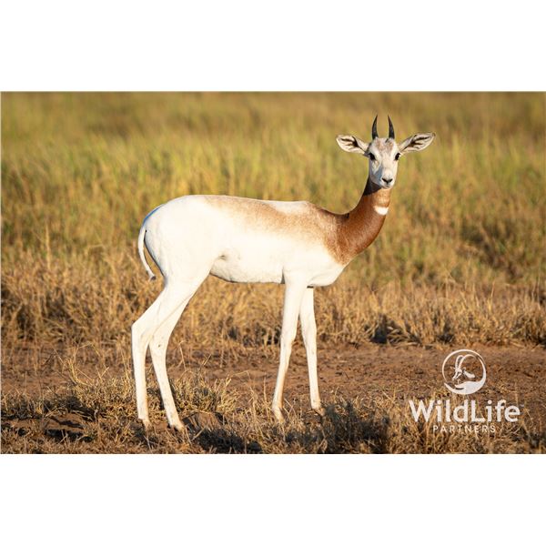 0.1 Dama Gazelle Yearling