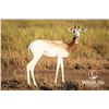 Image 1 : 0.1 Dama Gazelle Yearling