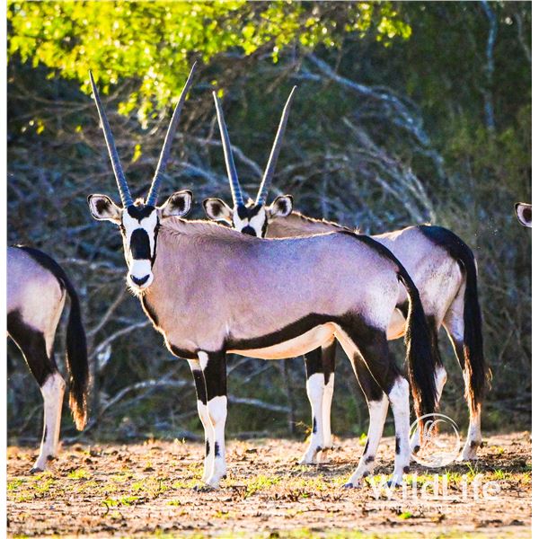 0.2 Gemsbok Yearlings