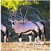 Image 1 : 0.2 Gemsbok Yearlings