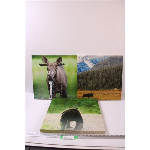 (3) Wildlife Pictures on Canvas: Moose & Bear - 16" x 16"