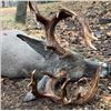 Image 2 : 8-Day, Seven Night Coues Deer Hunt for 1 Hunter in Mexico