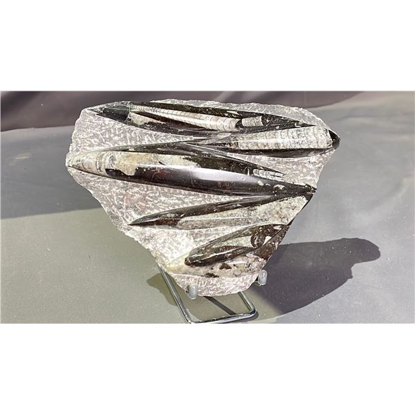 ORTHOCERAS FOSSIL APPROX 9  RETAIL $800