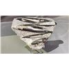 Image 1 : ORTHOCERAS FOSSIL APPROX 9" RETAIL $800