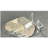 Image 3 : 4" ORTHOCERAS FOSSIL RETAIL $300