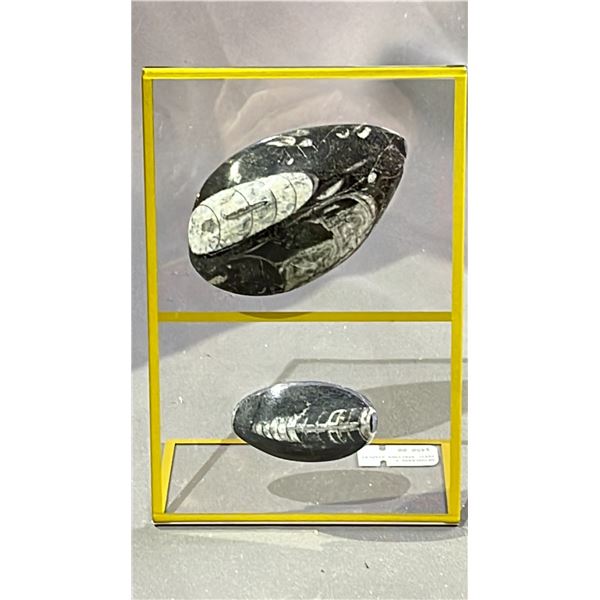 ORTHOCERAS FOSSIL DISPLAY RETAIL $450