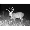 Image 2 : Wyoming Rifle Whitetail Deer Hunt