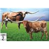 Image 1 : BR JUNGLE JIM X BL RED RIVER COWGIRL EMBRYO