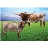 Image 1 : BR CRACKER JACK X BL DAZZLE CHOICE OF 3 HEIFER