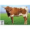 Image 1 : M7 Important Tradition