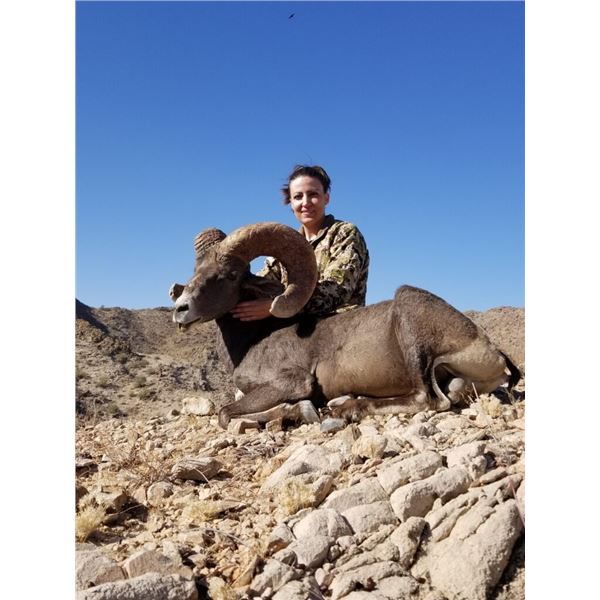 5-day Mexico Desert Bighorn Sheep