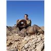 Image 1 : 5-day Mexico Desert Bighorn Sheep