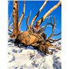 5-day Wyoming Elk Hunt