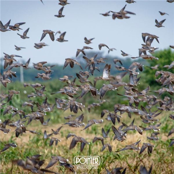 High Volume Dove hunt for 4 hunters in Argentina