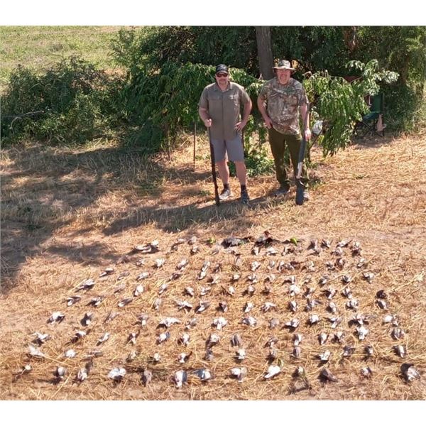 High Volume Dove hunt for 8 hunters in Argentina