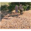 Image 1 : High Volume Dove hunt for 8 hunters in Argentina