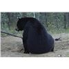 Image 4 : Saskatchewan Black Bear Hunt
