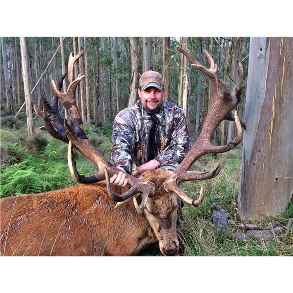 New Zealand Red Stag Hunt
