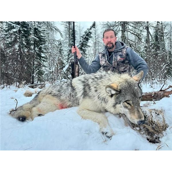 Alberta wolf hunt with Reel Exposure Guiding