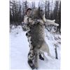 Image 2 : Alberta wolf hunt with Reel Exposure Guiding