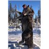 Image 3 : Alberta wolf hunt with Reel Exposure Guiding