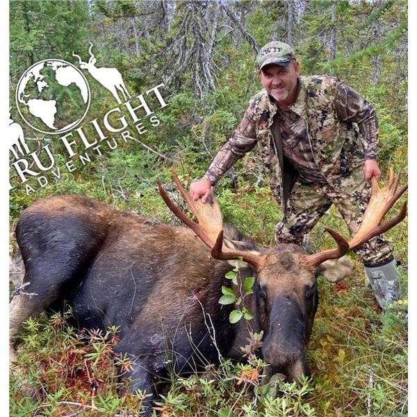 Newfoundland moose hunt for 1 hunter.