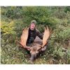 Image 3 : Newfoundland moose hunt for 1 hunter.