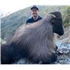 Image 2 : Himalayan Bull Tahr Hunt in New Zealand