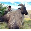 Image 3 : Himalayan Bull Tahr Hunt in New Zealand