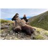 Image 4 : Himalayan Bull Tahr Hunt in New Zealand
