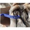 Image 3 : Premium Alaska Wolf Fur