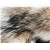 Image 4 : Premium Alaska Wolf Fur