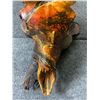 Image 2 : One of a Kind Watercolor on African Impala Skull