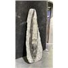 Image 2 : ORTHOCERAS FOSSIL APPROX 8" RETAIL $650