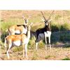 Image 4 : CATENA SAFARIS ARGENTINA FOR 2 HUNTERS- $11,900