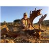 Image 2 : SPANISH RED DEER OR FALLOW DEER HUNT WITH SIGHTSEEING FOR 1  HUNTER AND 1 OBSERVER - $4,400