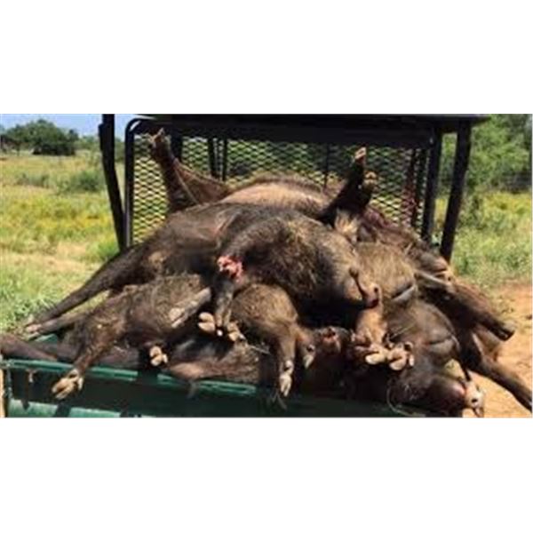 3-DAY TEXAS UNLIMITED HOG FOR 1 HUNTER