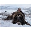 Image 3 : INUIT OUTFITTER WINTER MUSK OX HUNT IN GREENLAND FOR 1 HUNTER -  $7,700