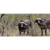 Image 2 : 12-DAY BUFFALO HUNT FOR 2 HUNTERS - $20,000